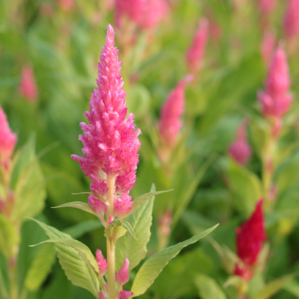 キャッスルピンク