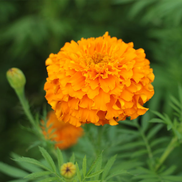 マリーゴールド